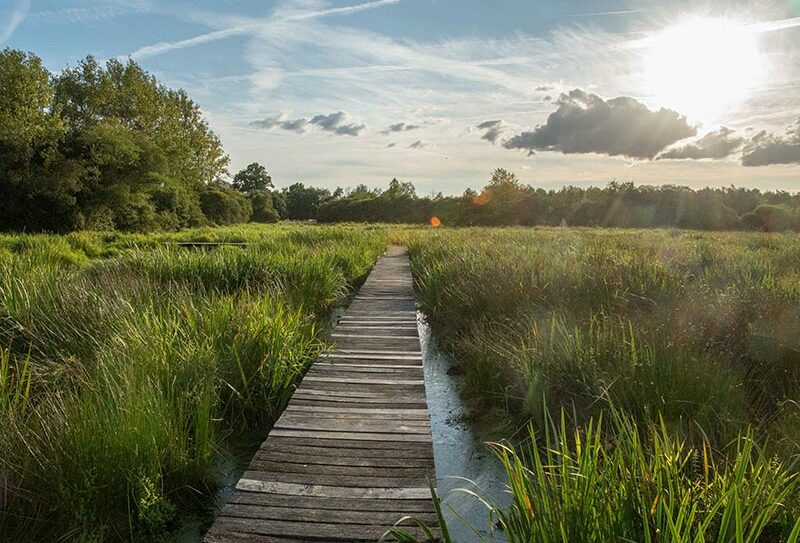 Marais du Grand Hazé