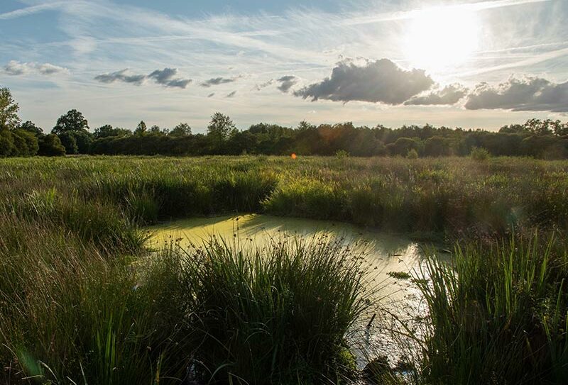 Marais du Grand Hazé