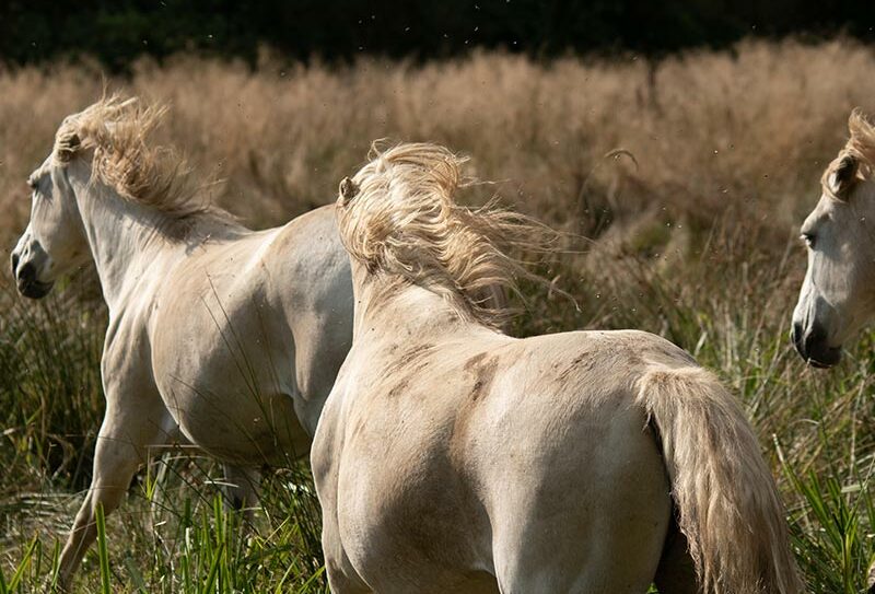 Marais du Grand Hazé