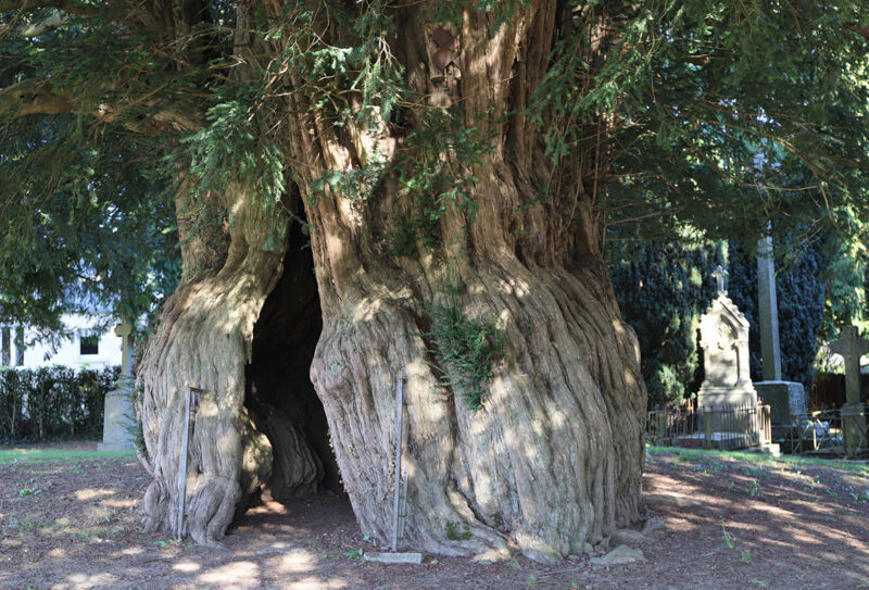 Ifs de la Lande Patry