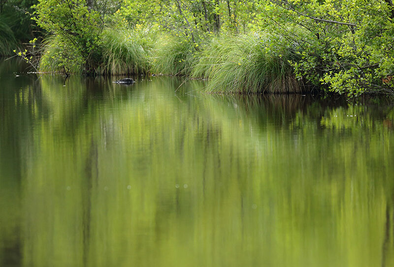 Etang-de-la-Lande-Foret-C3