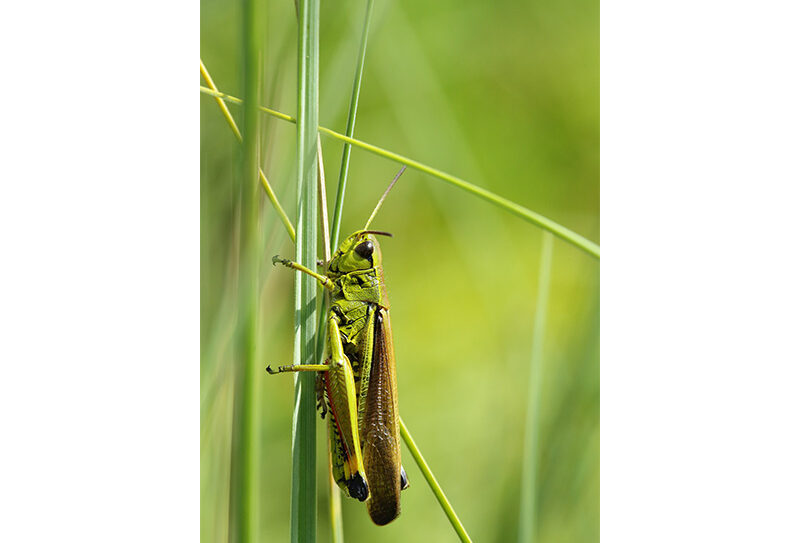 Etang-de-la-Lande-Foret-C4
