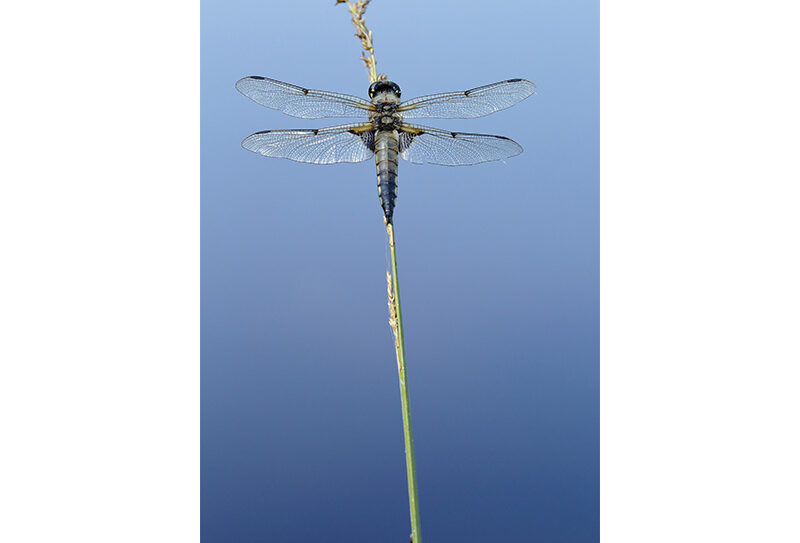 Etang-de-la-Lande-Foret-C6