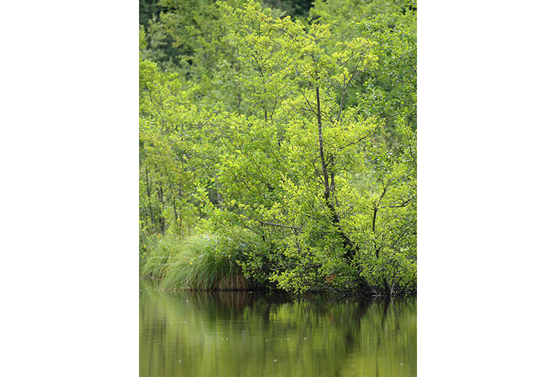 Etang-de-la-Lande-Foret-C7