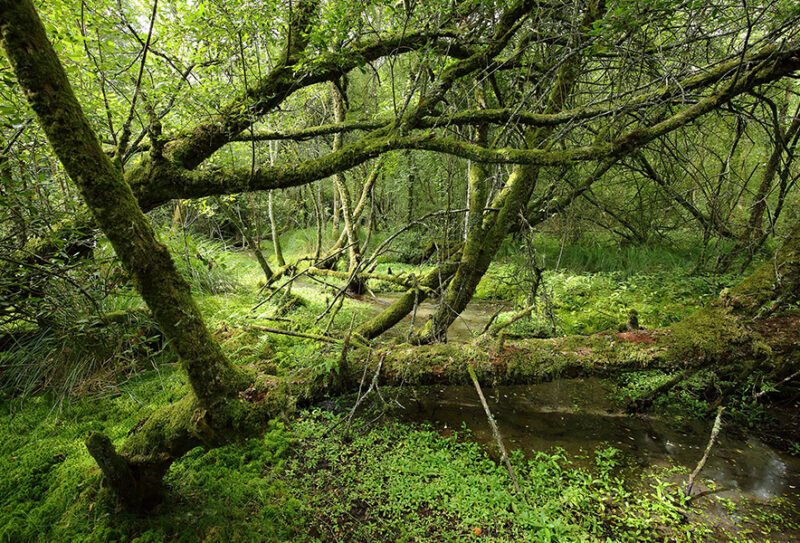 landes-foret