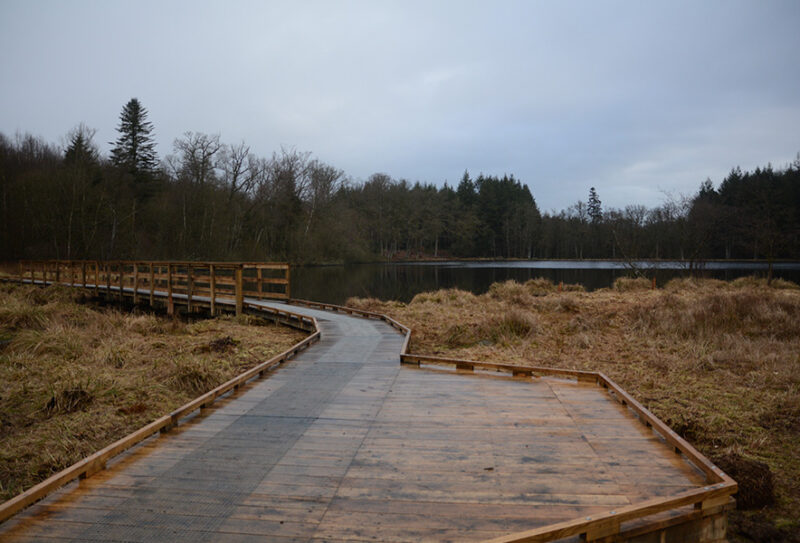 landes-foret2