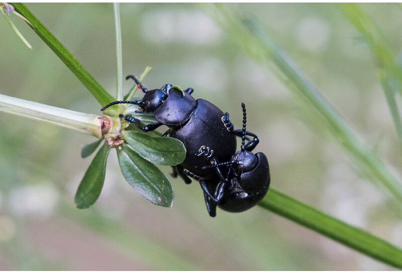 L-amour-est-dans-la-prairie-BGillot800
