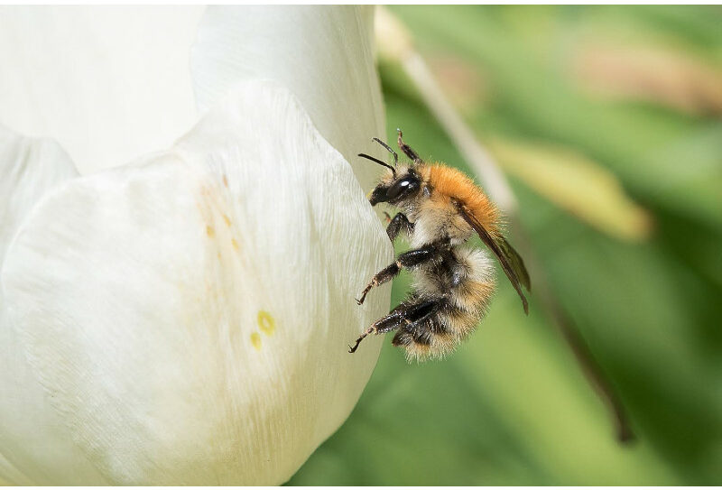 Aventure-de-fleur-en-fleur-BGillotw
