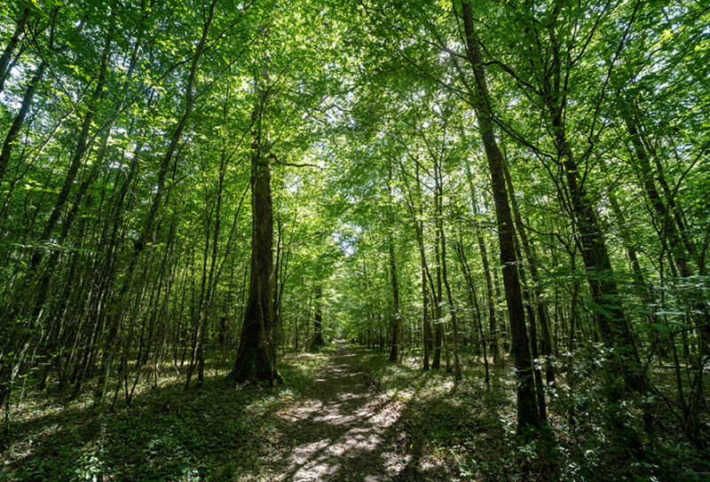 foret-de-bourse
