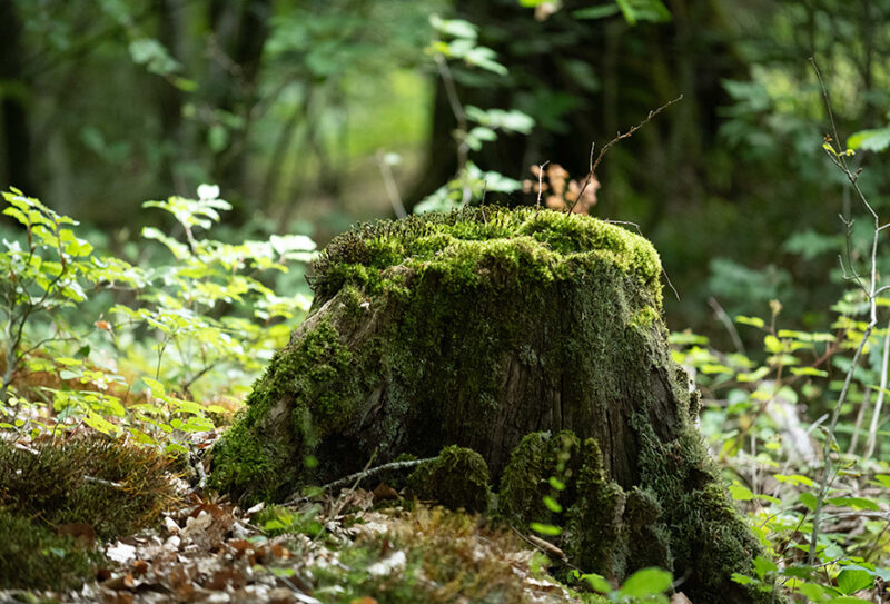 foret-de-bourse-3