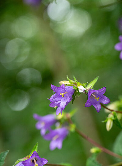 foret-de-bourse-flore