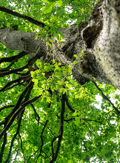 foret-de-bourse2