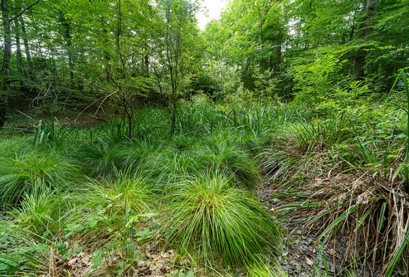 foret-de-bourse4