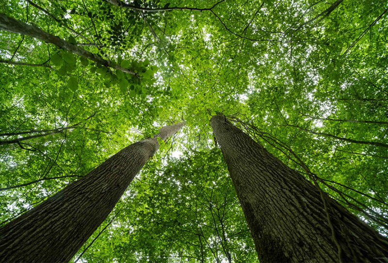 foret-de-bourse5