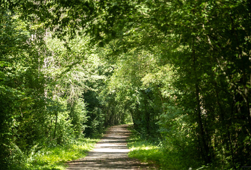 foret-de-bourse6