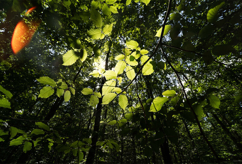foret-de-bourse7