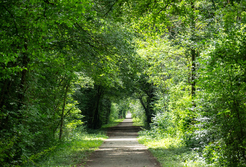 foret-de-bourse8