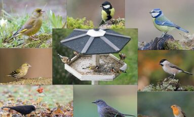 Rencontre et découverte : les oiseaux du jardin