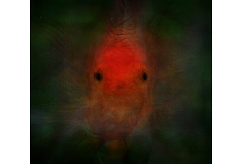 poissons-rouges – copyright  catherine Menoury800