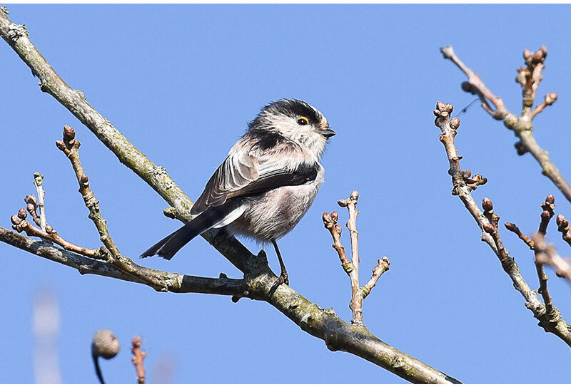 Le-chant-des-oiseaux-BGillot web