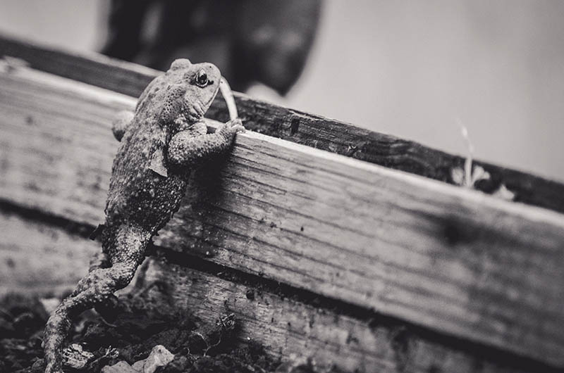 beagillot_crapaud_(800)