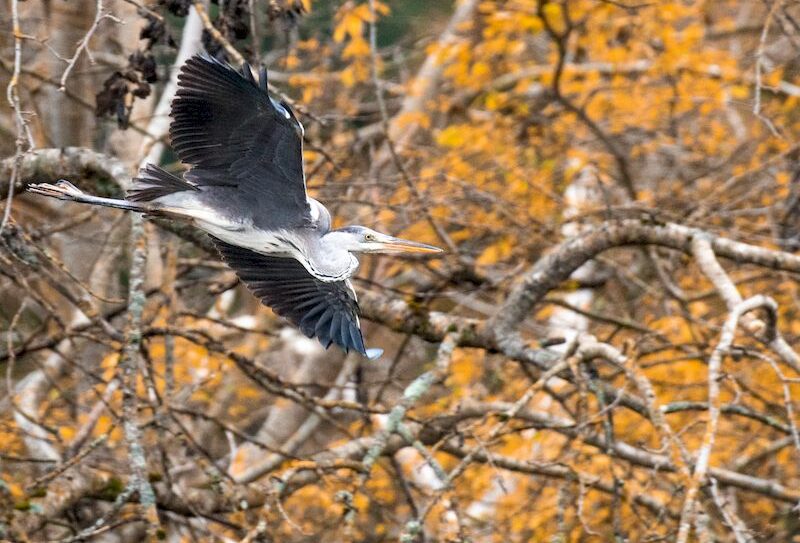 héron_cendré_beagillot