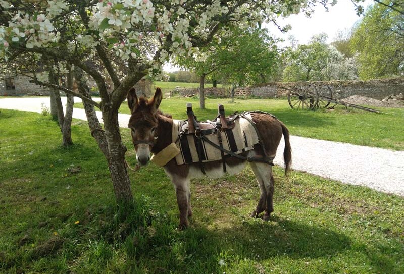 Fief des ânes – Ste Honorine la Chardonne