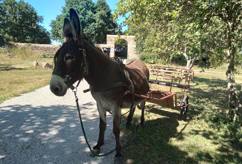 Fief des ânes – Ste Honorine la Chardonne