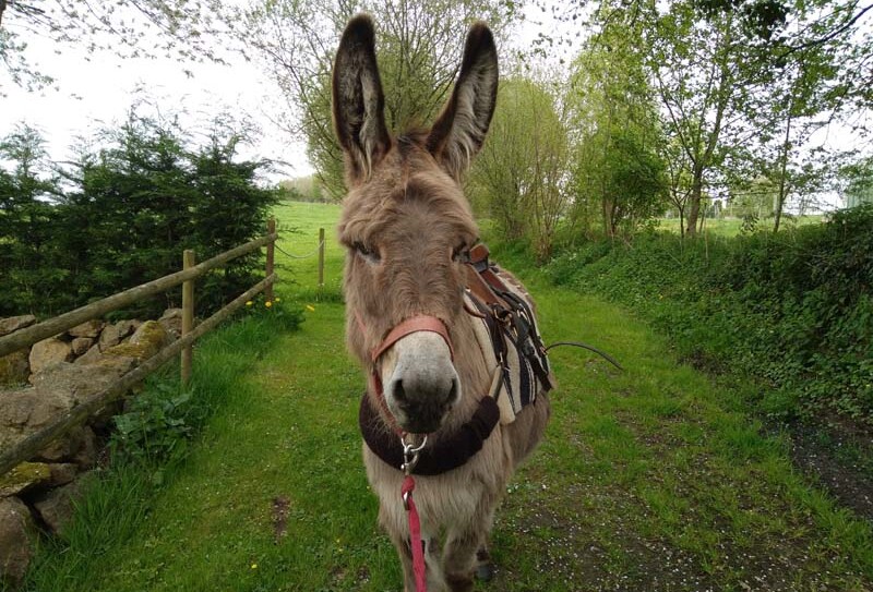 Fief des ânes – Ste Honorine la Chardonne