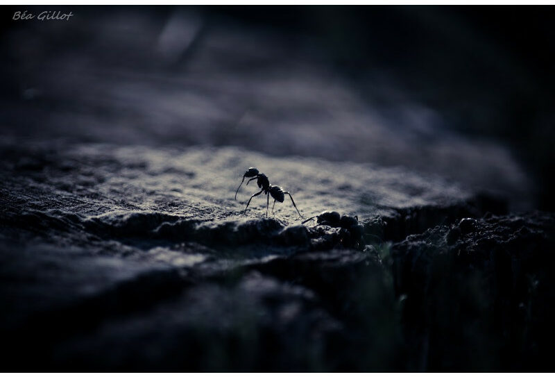 Cc.BéaGillot_LeMondeDuSousSol_web