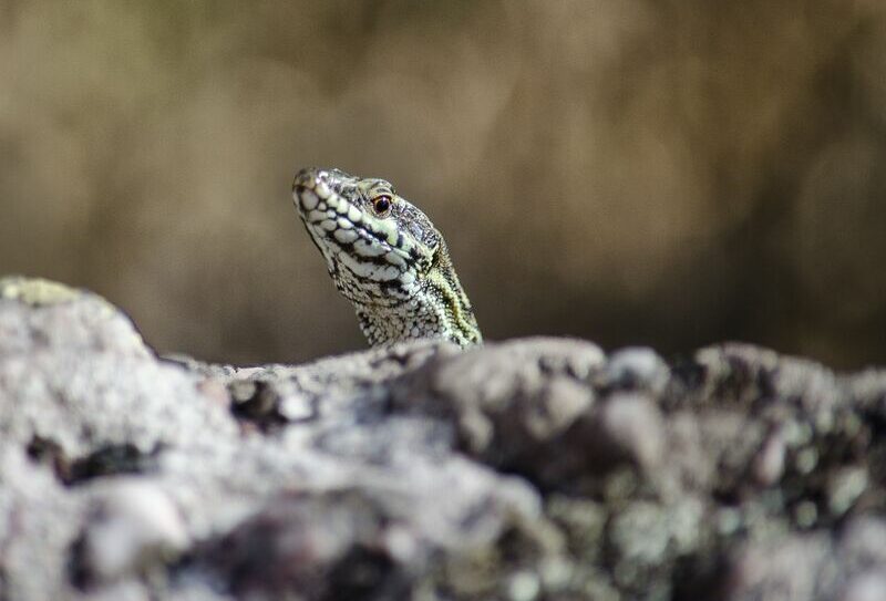 ça lézarde à la roche 800