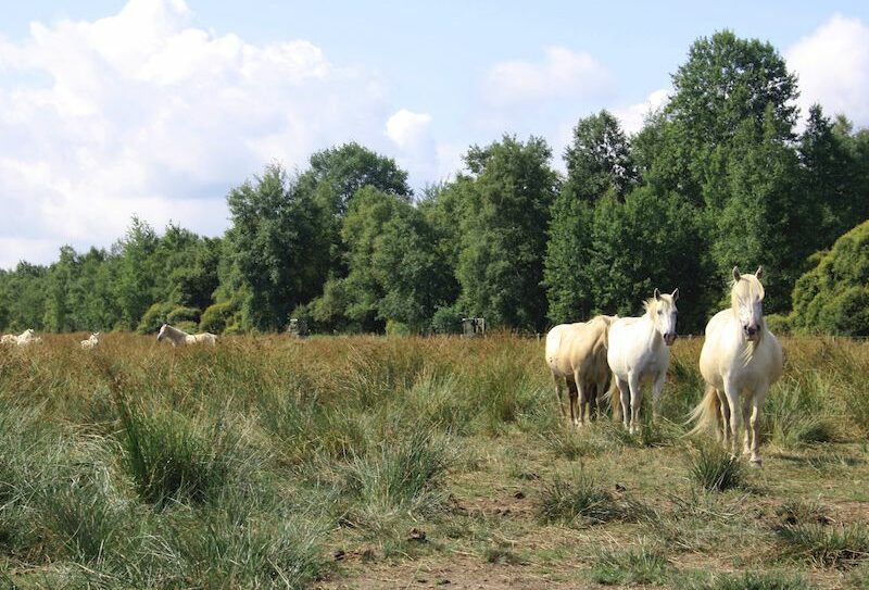 La-gestion-écologique-du-marais