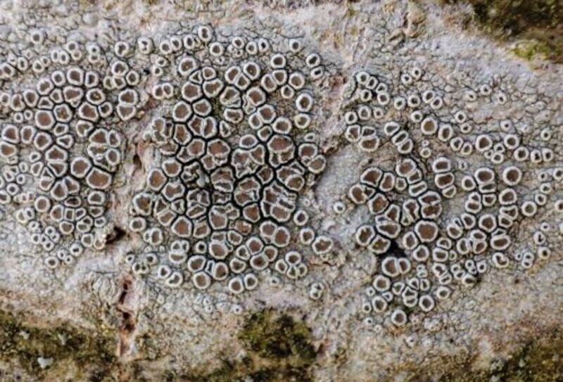 BIODIVERSITE-Lecanora 800