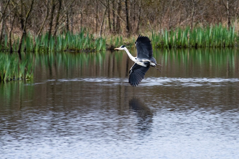 Marais du Grand Hazé