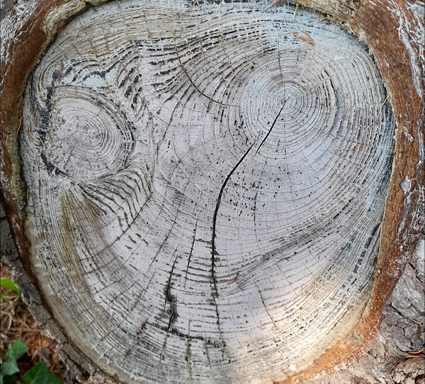 Arbre Lucie 3 (3) format 800