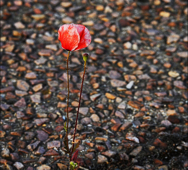Expo Naturelles_ Courage © MC Chantrait 800