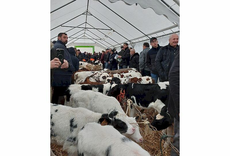 Marché aux veaux à la foire de la Sainte-Catherine