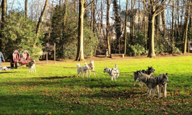 Baptêmes de chiens de traineaux