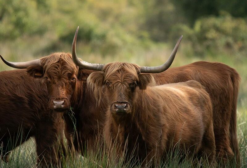 Marais du Grand Hazé