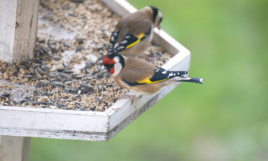 Initiation à la reconnaissance des oiseaux
