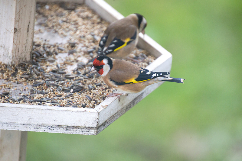 chardonnerets à la mangeoire