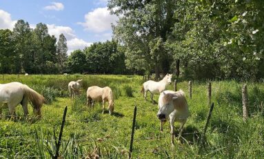 Randos 61 : La boucle du marais du Grand-Hazé