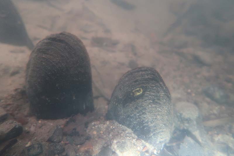 2025-07-Sarthon-Mm-800