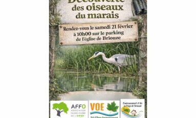 Découverte des oiseaux du marais