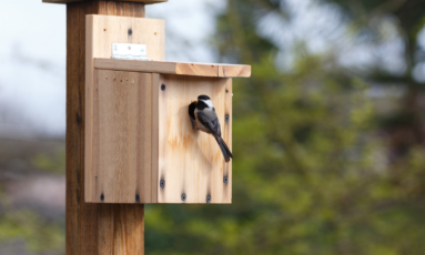 Atelier fabrication de cabanes à oiseaux