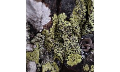 Sortie nature - Lichens, un monde fantastique !