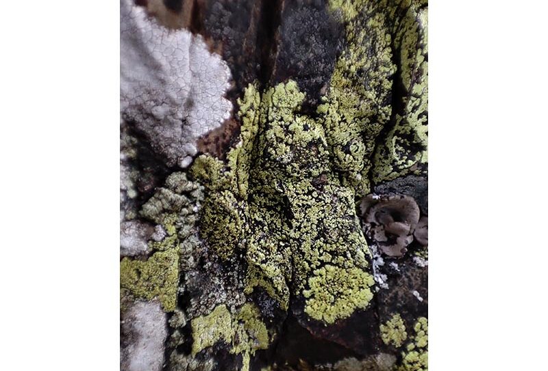 BIODIVERSITE-Risocarpon-geographicum-800-MJ