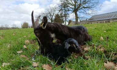 Visite de la ferme de la Maraichèvre