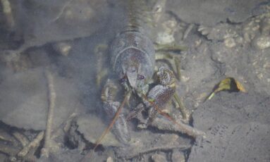 Sortie nature - Un homard dans la Rouvre ?