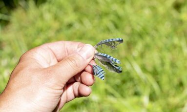 Sortie nature - À poils ou emplumés, juste une question de nature !